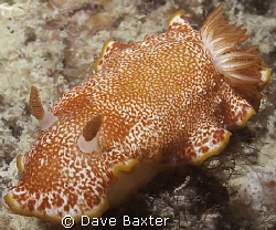 taken @ ammo jetty Perth WA by Dave Baxter 